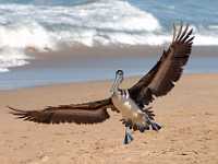 pelican landing 2212x  Brown Pelican landing, Mexico